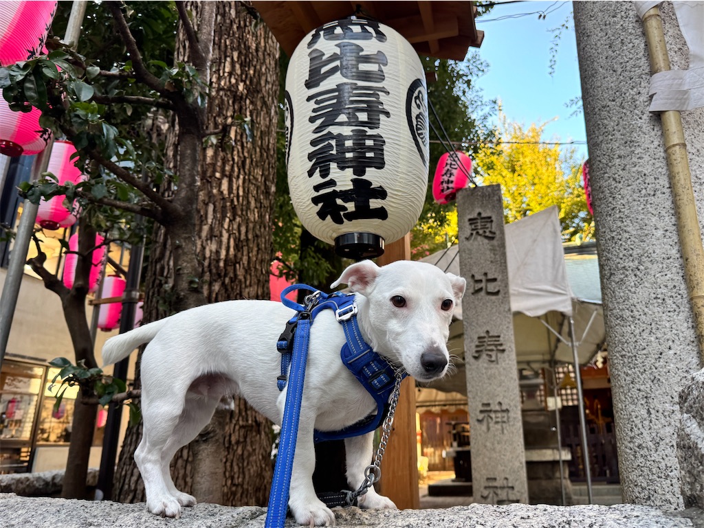 f:id:EBISUINU:20261017180426j:image f:id:EBISUINU:20261017180426j:image