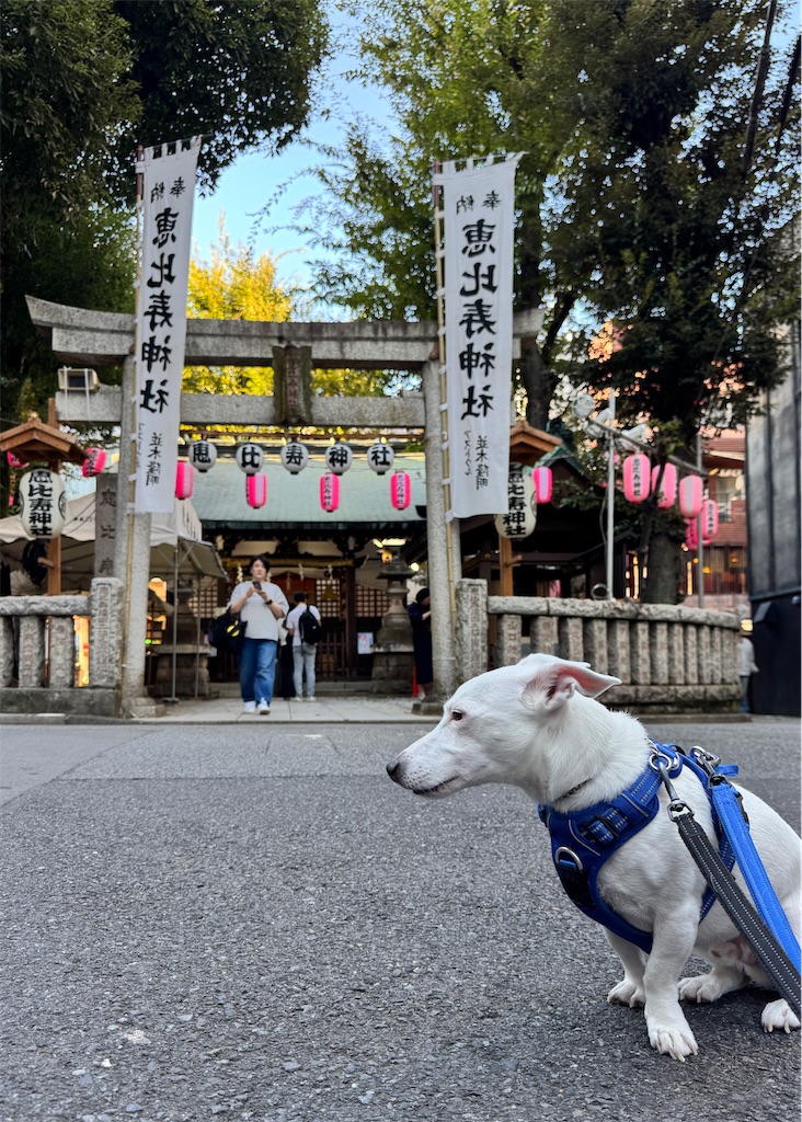f:id:EBISUINU:20261017180802j:image f:id:EBISUINU:20261017180802j:image