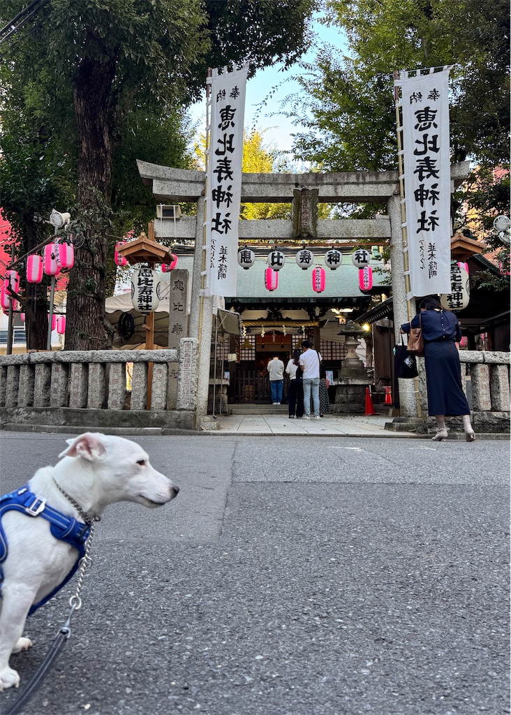 f:id:EBISUINU:20261017180806j:image f:id:EBISUINU:20261017180806j:image