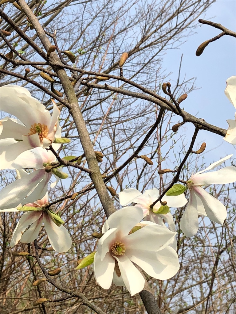 f:id:ECOUNSELOR:20190407232117j:image