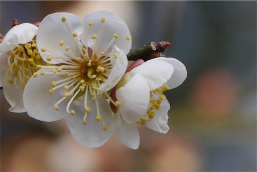 f:id:ECOUNSELOR:20190422083029j:image