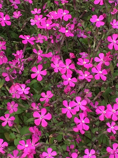 f:id:ECOUNSELOR:20190422190533j:image