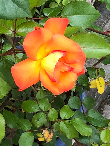 f:id:ECOUNSELOR:20190425195327j:image