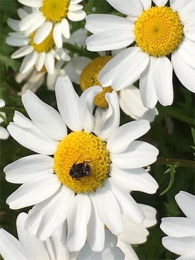 f:id:ECOUNSELOR:20190427091641j:image