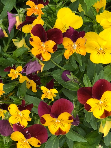 f:id:ECOUNSELOR:20190427172145j:image