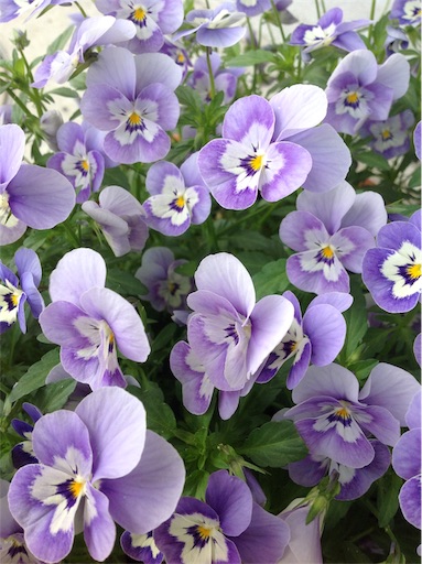 f:id:ECOUNSELOR:20190508204354j:image