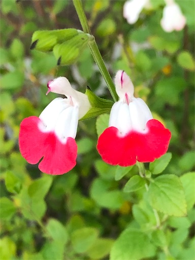 f:id:ECOUNSELOR:20190512143805j:image