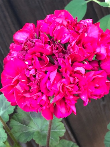f:id:ECOUNSELOR:20190514010612j:image