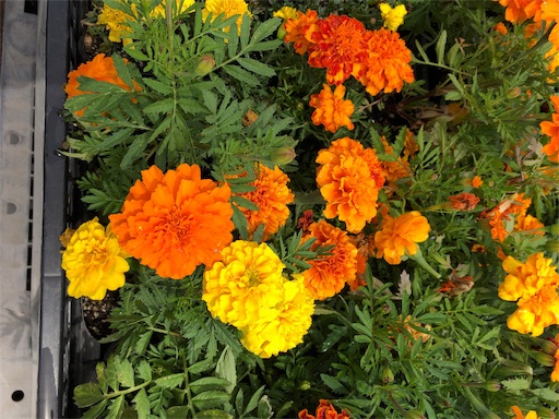 f:id:ECOUNSELOR:20190604215544j:image f:id:ECOUNSELOR:20190604215544j:image