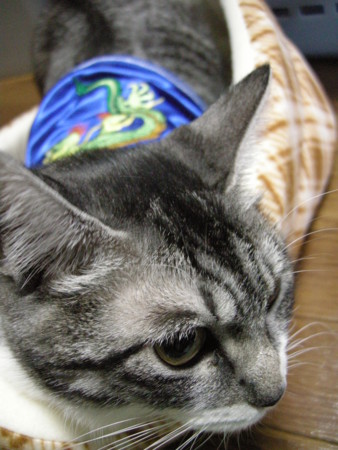 f:id:EIKU:20071213082208j:image