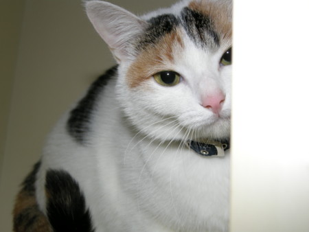 f:id:EIKU:20081101232501j:image