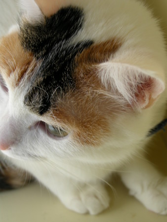 f:id:EIKU:20081101232833j:image