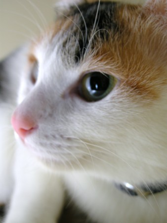 f:id:EIKU:20081101232850j:image