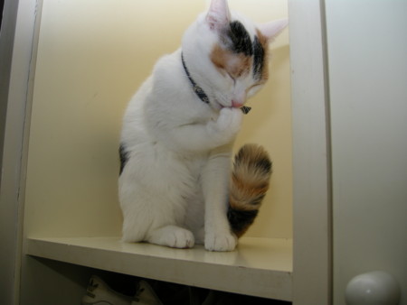 f:id:EIKU:20090219193210j:image