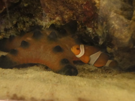 f:id:EIKU:20100131231245j:image