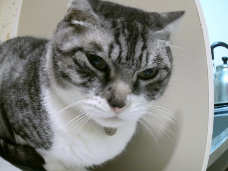 f:id:EIKU:20110426000826j:image