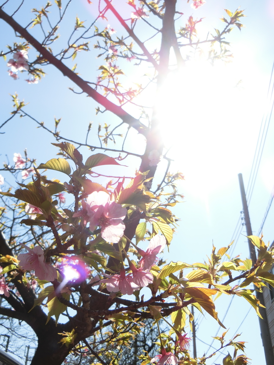 f:id:EI_ei:20210301114849j:plain