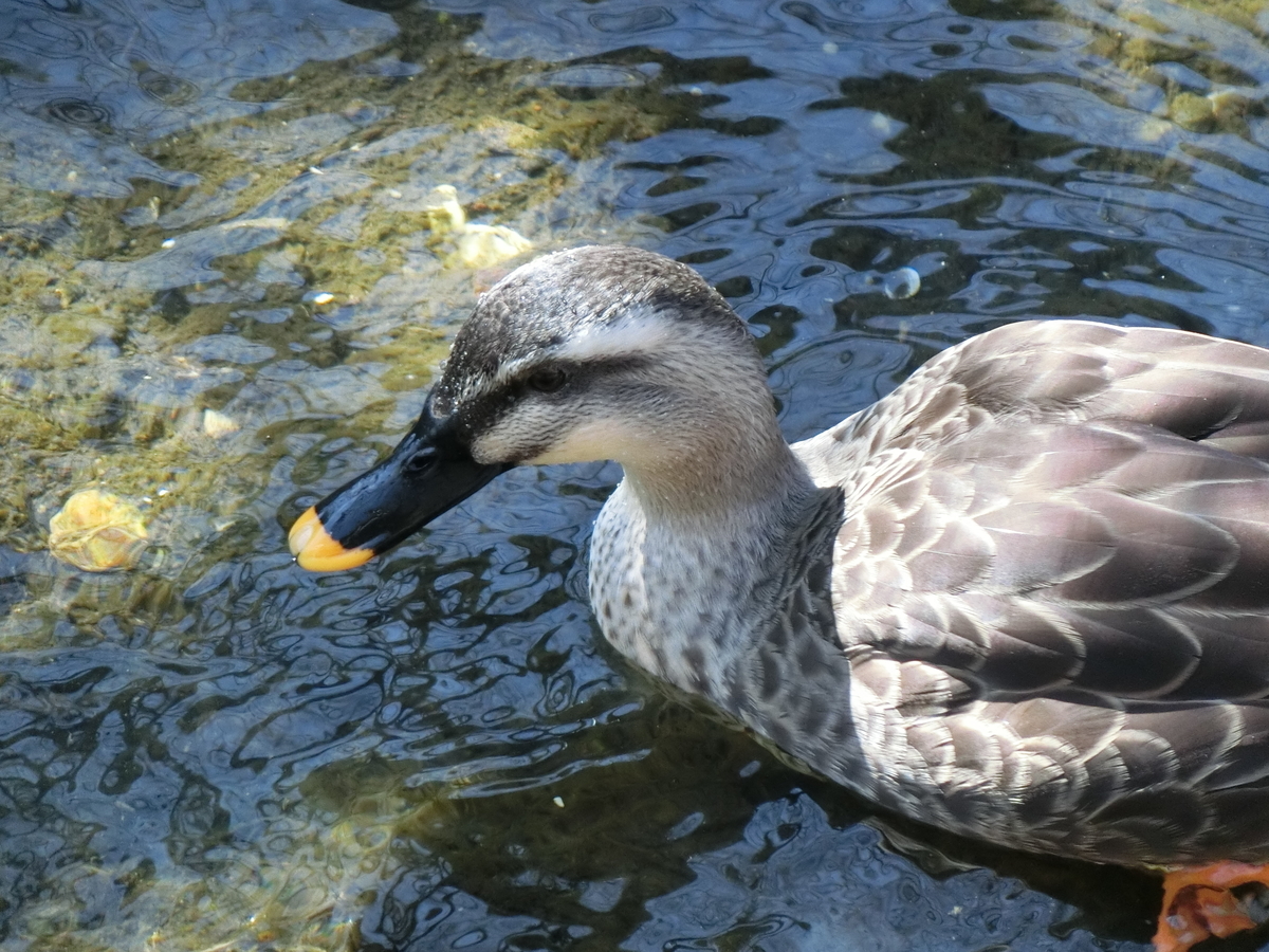 f:id:EI_ei:20210301114911j:plain