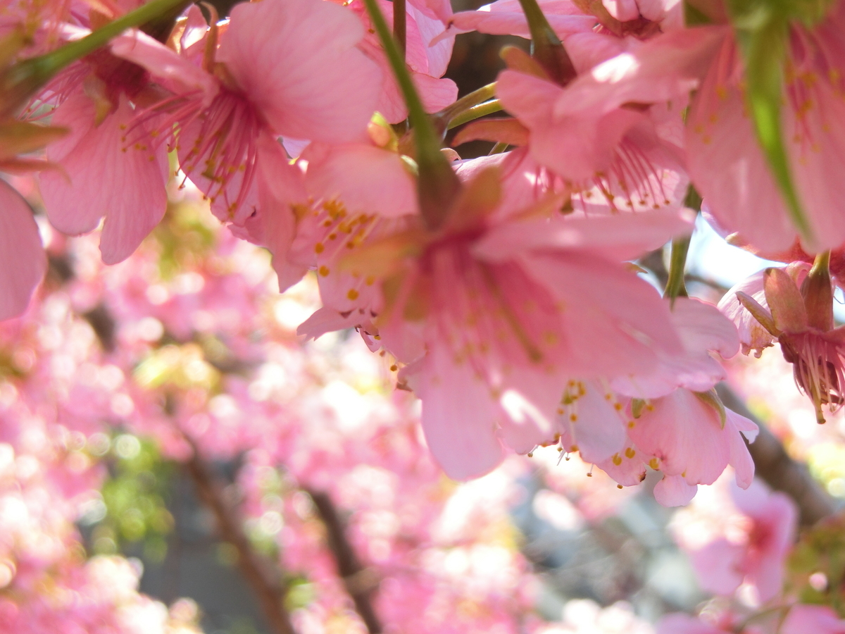 f:id:EI_ei:20210301115933j:plain