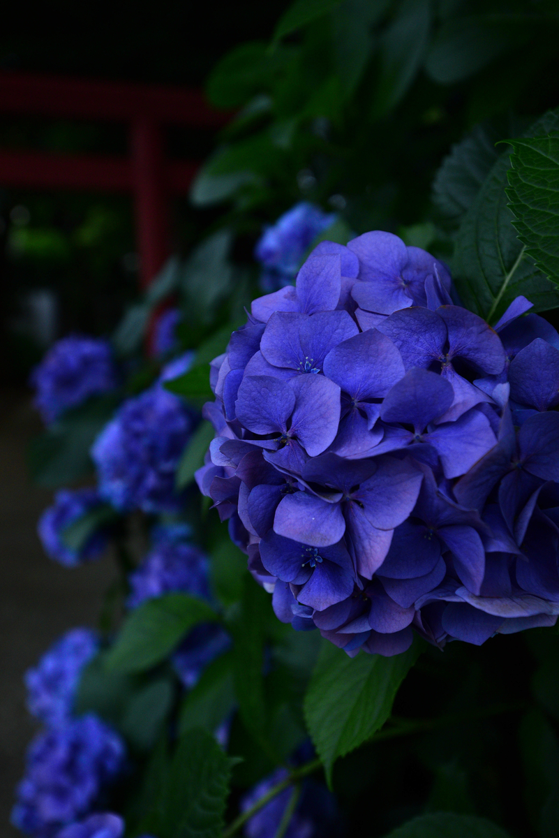 f:id:ELEPHANTPHOTO:20200531202944j:plain f:id:ELEPHANTPHOTO:20200531202944j:plain