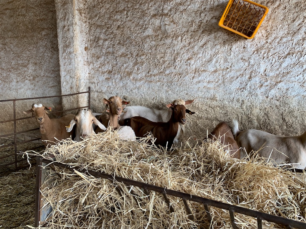 f:id:ENAcle:20191013000849j:image