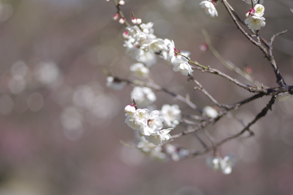 f:id:ERI-I:20200314155913j:plain