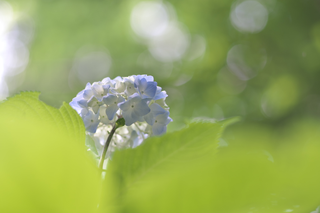 f:id:ERI-I:20200607132719j:plain