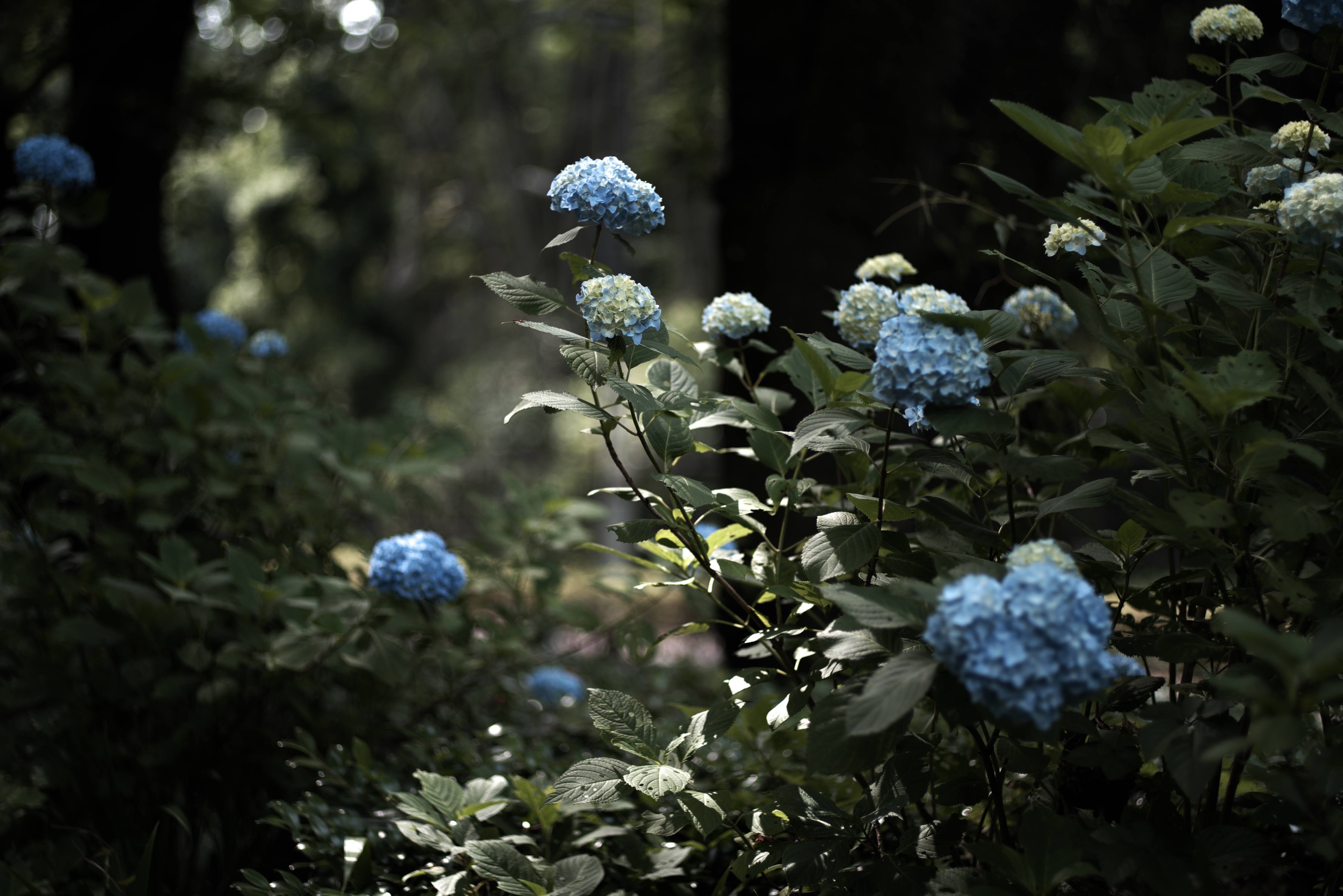f:id:ERI-I:20200621093145j:image