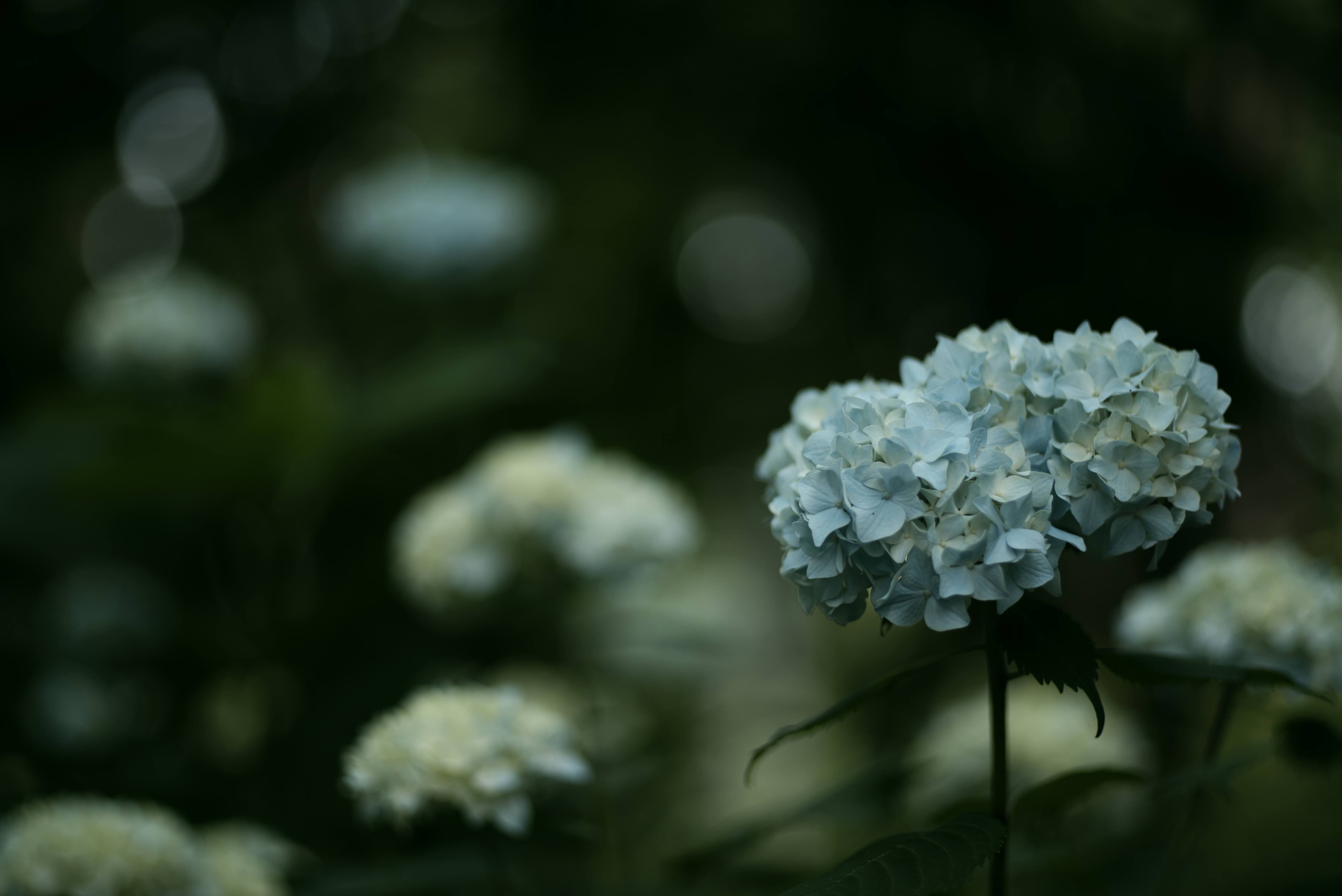 f:id:ERI-I:20200621093157j:image