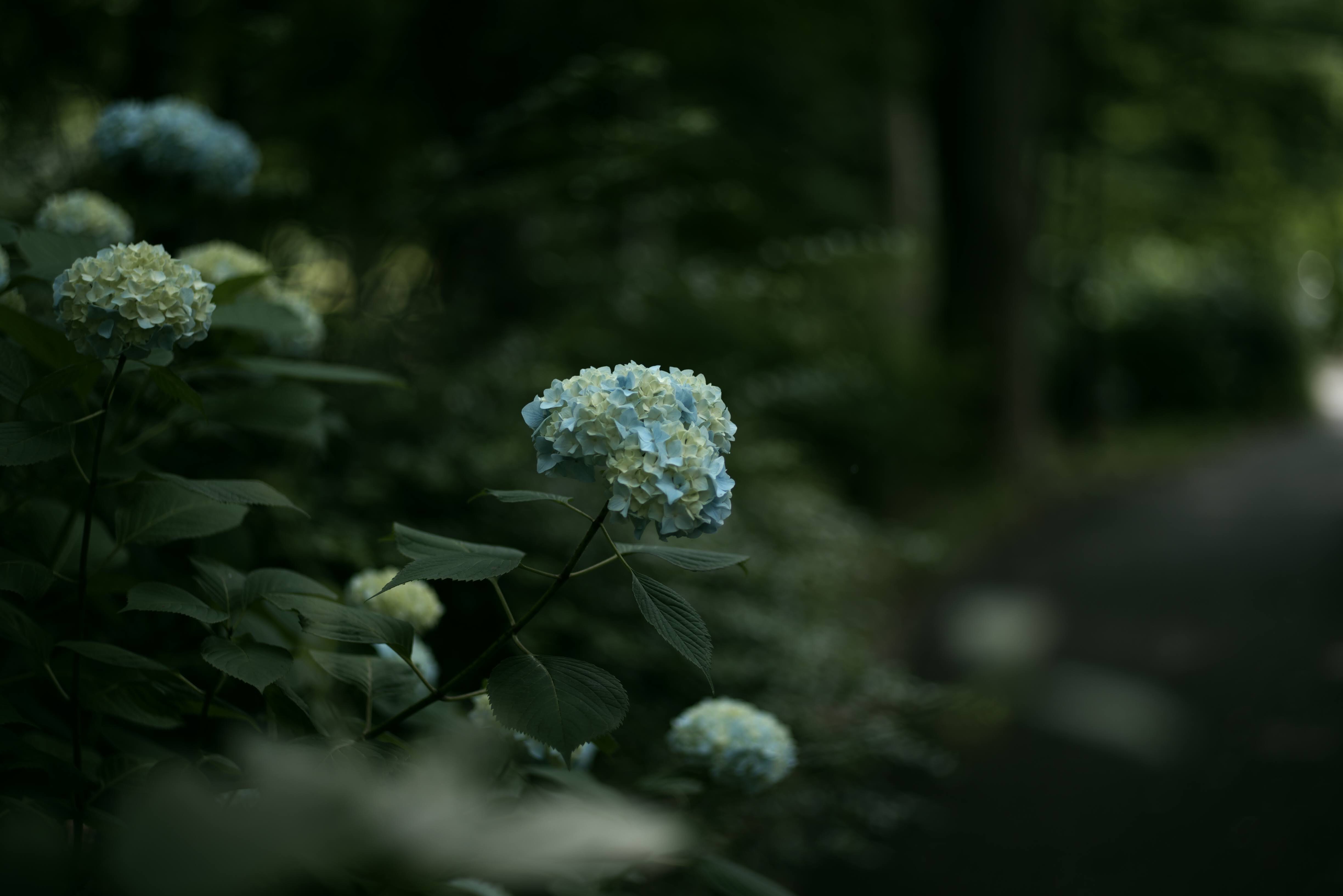 f:id:ERI-I:20200621093223j:image
