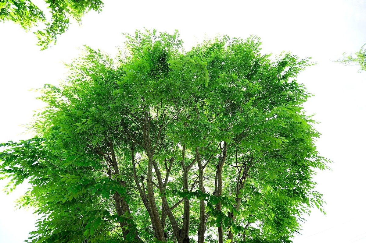 f:id:ERICA3:20200505135731j:plain f:id:ERICA3:20200505135731j:plain