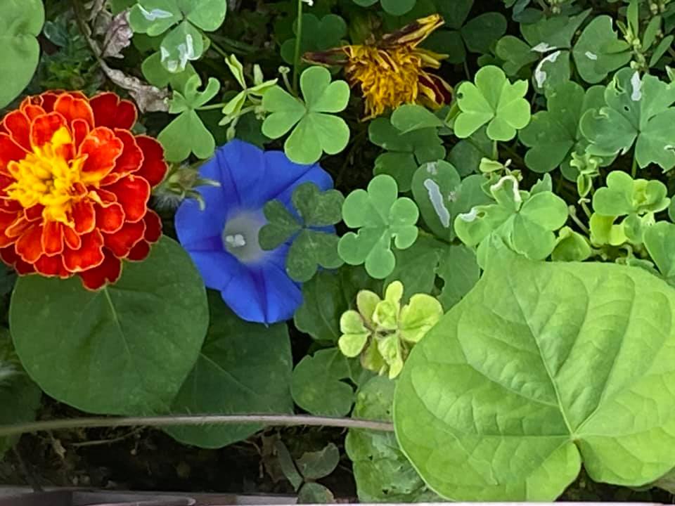 f:id:EVHA:20211226084342j:plain