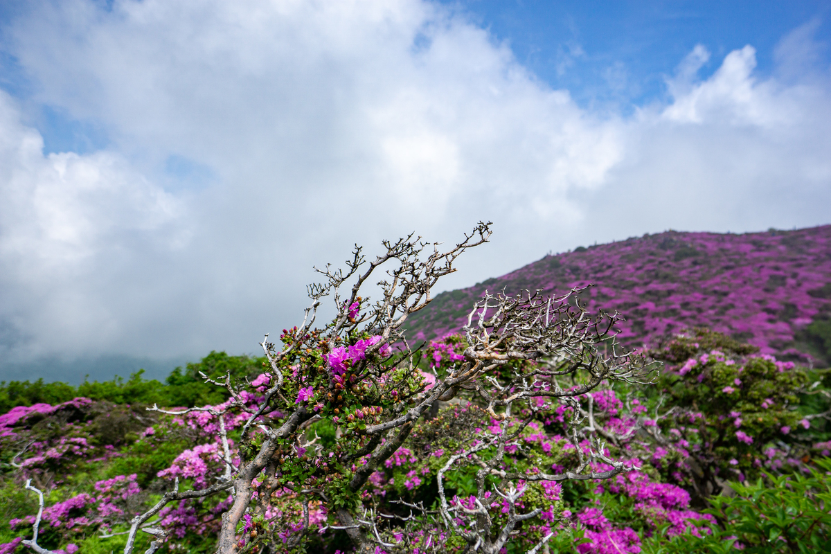 f:id:EasyGoing:20190607083634j:plain