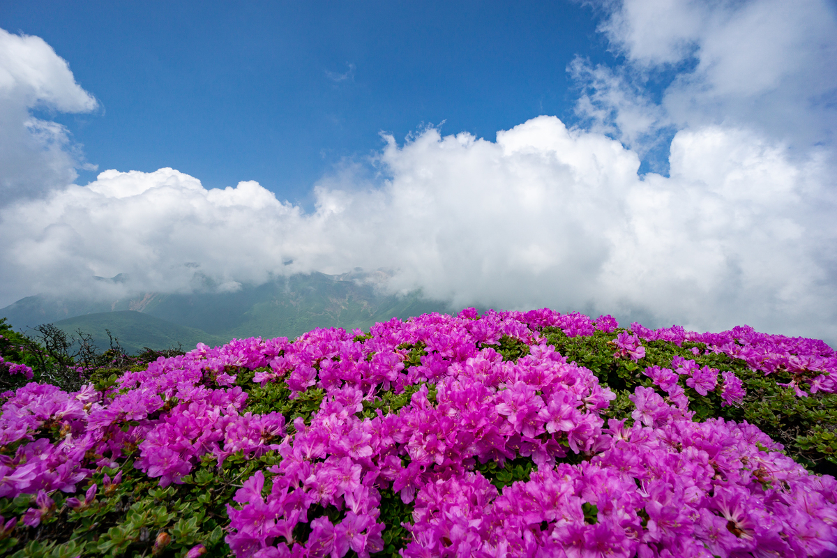 f:id:EasyGoing:20190607083658j:plain