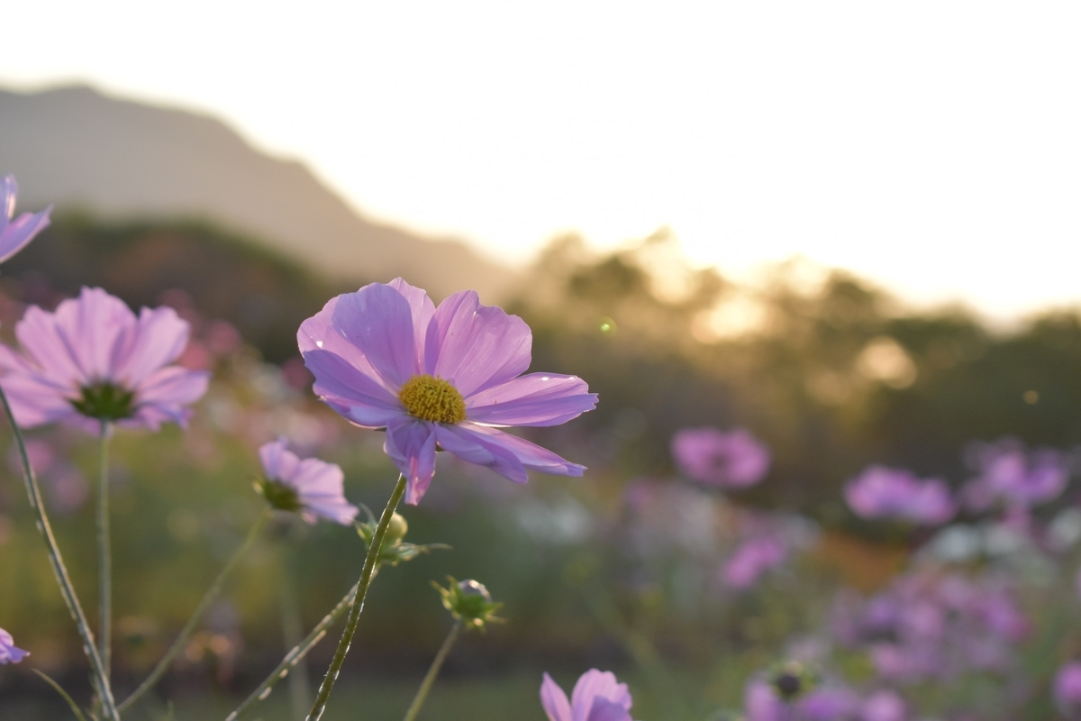 f:id:EasyWaltz:20210912210119j:plain