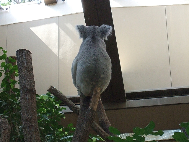 個別 コアラ の写真 画像 毒まつたけfotolife