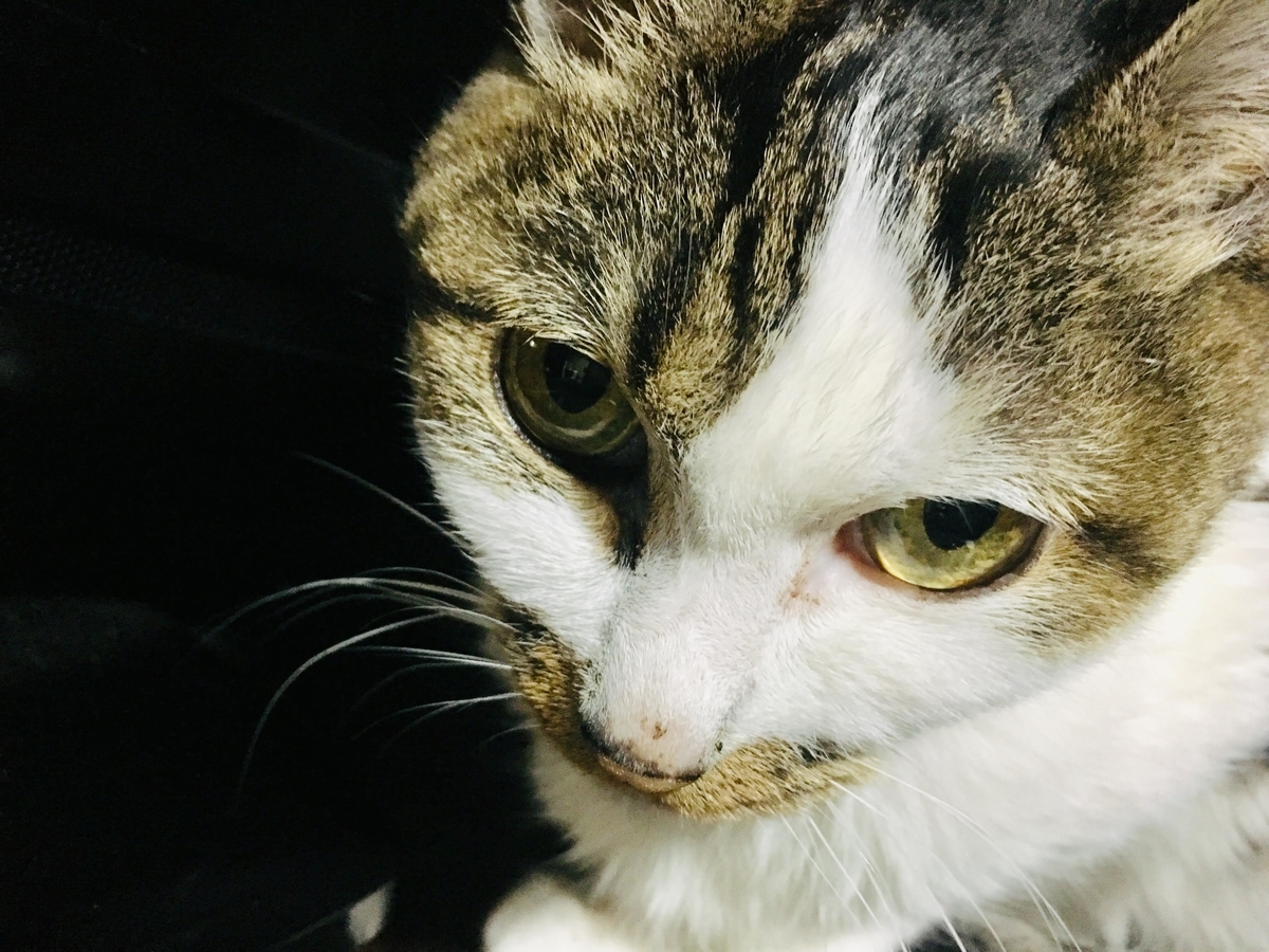 f:id:Ebiss:20190319185442j:plain:w300