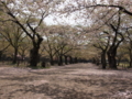 [風景][桜]城内の桜は散り始めていました。