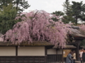 [風景][桜]鶴ヶ城城内のしだれ桜。