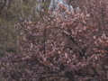 [風景]戸赤の山桜。残念ながら、まだ咲き始めでした。