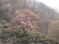 [風景]戸赤の山桜。残念ながら、まだ咲き始めでした。