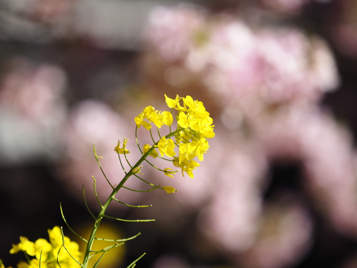f:id:Echo_2o:20210311214453j:plain