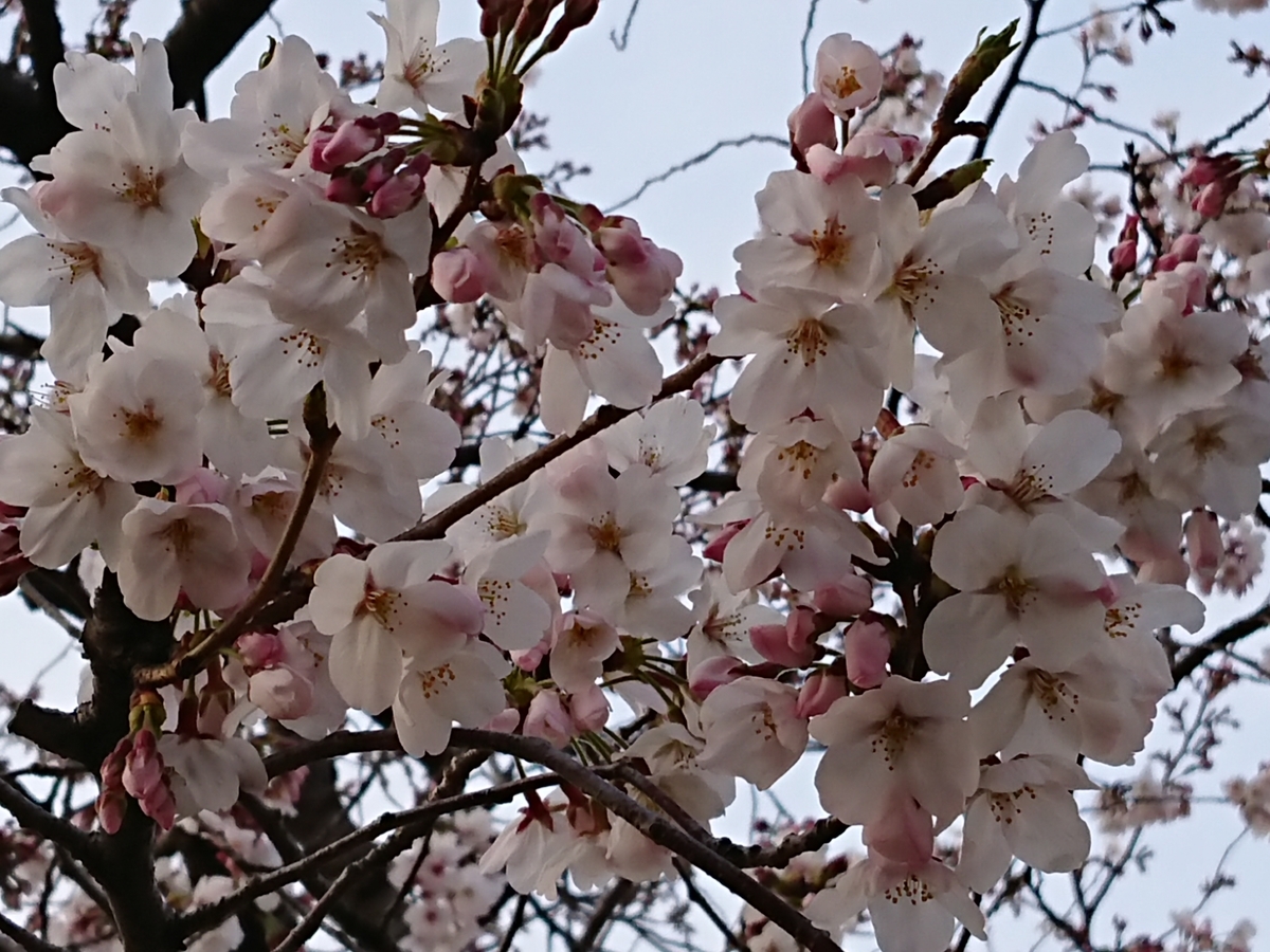 f:id:Eekomama:20190529234916j:plain f:id:Eekomama:20190529234916j:plain