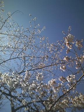 f:id:EijiYoshida:20110404143517j:image