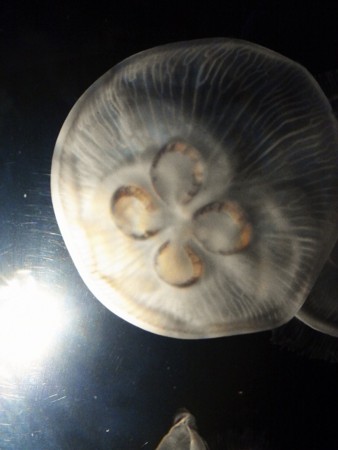 f:id:EijiYoshida:20120430133531j:image