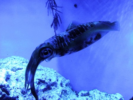 f:id:EijiYoshida:20120430134306j:image
