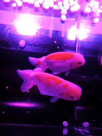 f:id:EijiYoshida:20120922184543j:image