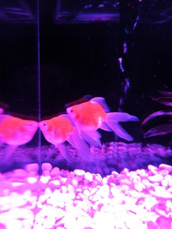 f:id:EijiYoshida:20120922184857j:image
