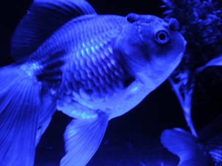 f:id:EijiYoshida:20120922185922j:image