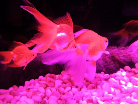 f:id:EijiYoshida:20120922190437j:image